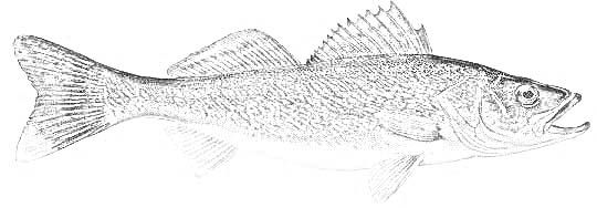 Walleye Fish Coloring Pages